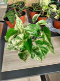 Marble Queen Pothos Cutting 1 Rooted + 1 Free Cutting - Epipremnum aureum for Easy Care Indoor Plant Decor