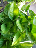 Global Green Pothos Cutting - Rooted Plant with Soil - Epipremnum aureum - Easy Care Indoor/Outdoor Houseplant