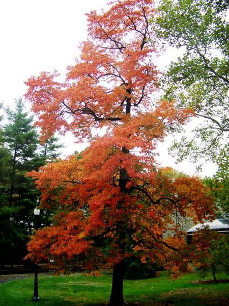 Native Sassafras Plant in Quart Pot - Sassafras albidum - Aromatic Deciduous Tree for USDA Zones 4-9