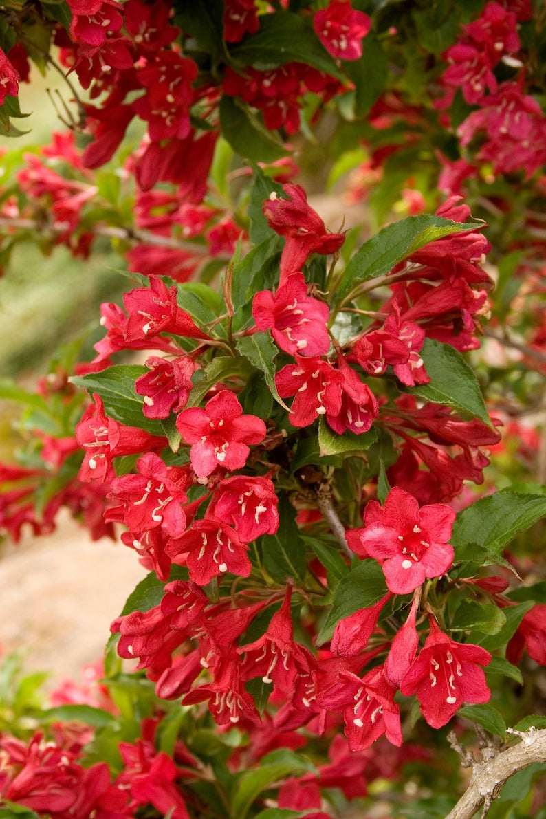 Red Weigela Quart Pot Plant - Pink and Red Flowers - Weigela florida - USDA Zone 4-8 - Deciduous Shrub for Garden Landscaping