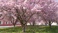 Purple Leaf Plum Plant - Quart Pot - Cistena Variety - Prunus × cistena - Frost-Tolerant for USDA Zones 2-8