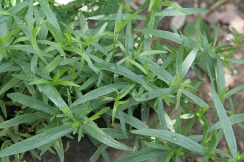 Tarragon Herb Set of 3 Pots, Russian Tarragon (A. dracunculoides L.), 3.5" Perennial Potted Plants for Garden or Indoor Use