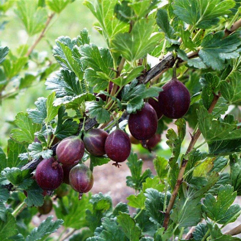Gooseberry 'Jeanne' Live Plant in 4" Pot - Ribes uva-crispa - Hardy Fruit Bush for Zones 4-6 - Full Sun to Part Shade