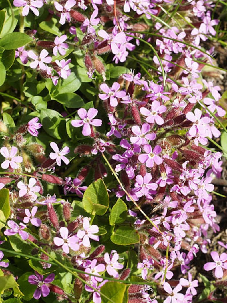Rock Soapwort Plant Plug Flat - Deep Pink Groundcover Saponaria ocymoides - Low Maintenance Perennial for Zones 2-9