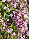 Rock Soapwort Ground Cover Set of 3 Potted Plants, Tumbling Ted, Saponaria ocymoides, Drought Tolerant, Pink Flowers, Low Maintenance