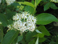 Silky Dogwood Plant 4" Container - Cornus Amomum - Native Shrub with White Flowers & Burgundy Fall Color