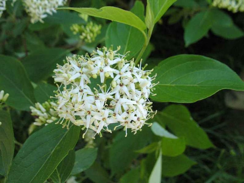 Silky Dogwood Plant 4" Container - Cornus Amomum - Native Shrub with White Flowers & Burgundy Fall Color