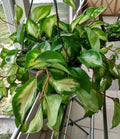Hoya Tricolor Cutting - 1 Rooted + 1 Free Cutting - Easy Care Houseplant (Hoya carnosa 'Tricolor')