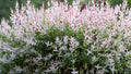Nishiki Willow Plant - 2.5" Pot - Variegated Pink & Green - Salix integra 'Nishiki' - Fast-Growing, USDA Zones 4-8