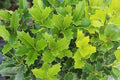 Oakland Holly Plant Quart Pot - Dense Dark Foliage, Pyramidal Habit - Ilex x attenuata 'Oakland' - USDA Zone 6-9