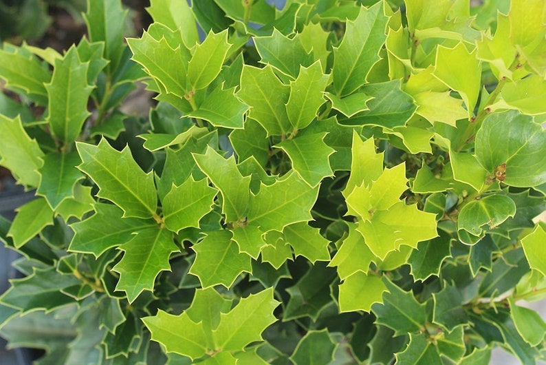 Oakland Holly Plant Quart Pot - Dense Dark Foliage, Pyramidal Habit - Ilex x attenuata 'Oakland' - USDA Zone 6-9