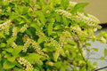 Henry's Garnet Itea Virginica Plant - 12" Virginia Sweetspire in 4" Container - Versatile Shrub for Borders & Gardens