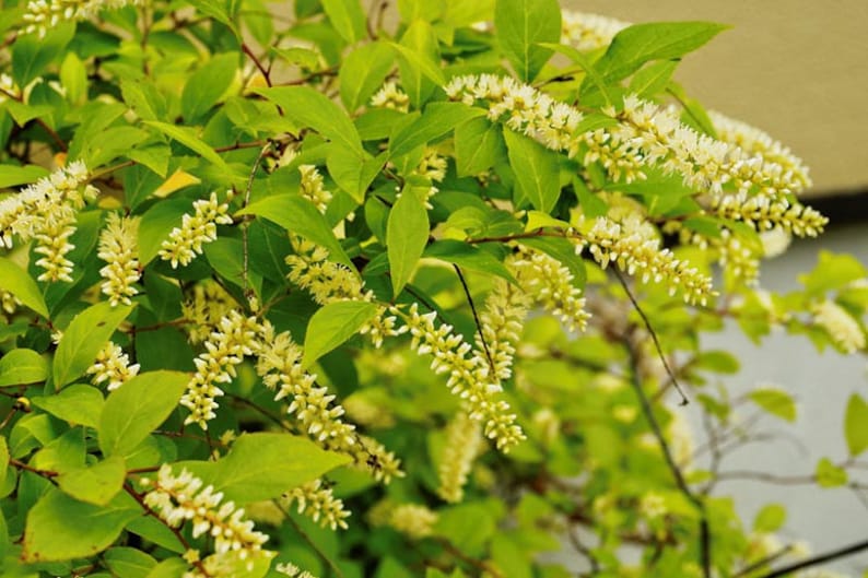 Henry's Garnet Itea Virginica Plant - 12" Virginia Sweetspire in 4" Container - Versatile Shrub for Borders & Gardens