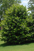 Needlepoint Holly Plant, 6" in 3" Container, Evergreen Hedge, Ilex Cornuta 'Needlepoint' - Zones 7-9, Full Sun/Partial Shade