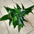 Rooted Cutting Baltic Blue Pothos Plant + Free Cutting - Easy Care Epipremnum Aureum