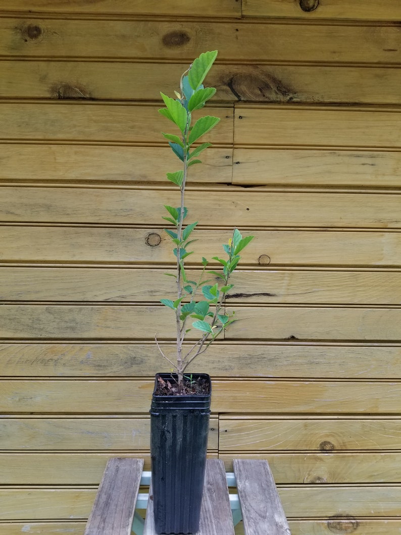 Witch Hazel Trees - 2 Live 6"-12" Hamamelis virginiana - Ornamental Shrubs for Wildlife - Spring Grown, Hardy Zones 3-8
