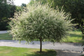 Nishiki Willow Quart Pot - Fast-Growing Variegated Willow - Salix integra 'Nishiki' - USDA Zone 4-8 - Ideal for Wet Soils
