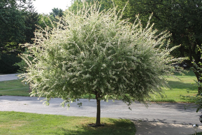 Nishiki Willow Quart Pot - Fast-Growing Variegated Willow - Salix integra 'Nishiki' - USDA Zone 4-8 - Ideal for Wet Soils