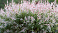 Nishiki Willow Plant - 2-3’ Variegated Pink & Cream - Salix integra - Fast-Growing, Tolerates Wet Soils - 1 Gallon Pot