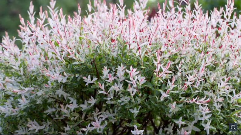 Nishiki Willow Plant - 2-3’ Variegated Pink & Cream - Salix integra - Fast-Growing, Tolerates Wet Soils - 1 Gallon Pot