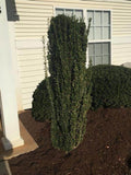 Sky Pencil Holly Quart Pot - Ilex Crenata Evergreen Shrub - Vertical Accent Plant for Gardens - USDA Zone 6-9