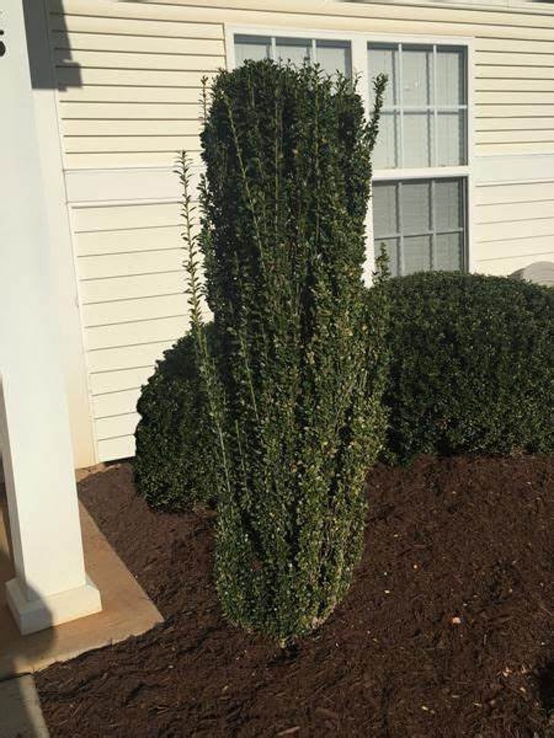 Sky Pencil Holly Quart Pot - Ilex Crenata Evergreen Shrub - Vertical Accent Plant for Gardens - USDA Zone 6-9