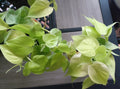 Philodendron Lemon Lime Cutting + 1 Free Cutting - Philodendron spp. - Easy Care Indoor Plant for Home Decor
