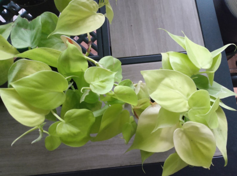 Philodendron Lemon Lime Cutting + 1 Free Cutting - Philodendron spp. - Easy Care Indoor Plant for Home Decor