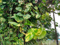 Giant Hawaiian Pothos Cutting - 1 Node Rooted + Free Cutting - Epipremnum aureum - Easy Care Houseplant