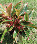 Aglaonema Siam Aurora - 1 Small Rooted Plant with Free Cutting - Firecracker Aglaonema - Low Maintenance Houseplant