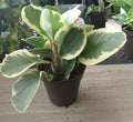 Peperomia Obtusifolia Plant with Free Cutting - Small Rooted Peperomia - Easy Care Houseplant - Ideal for Indoor Gardening