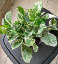 N'JOY Pothos Cutting 1 Rooted, Easy Care Indoor Plant, Epipremnum aureum, Perfect for Beginners