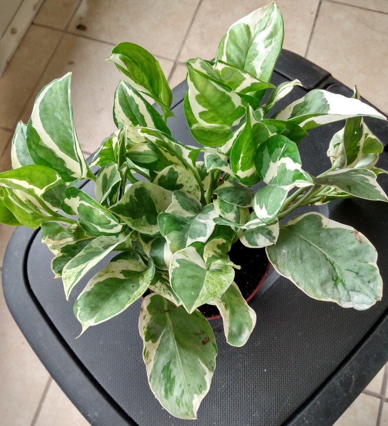 N'JOY Pothos Cutting 1 Rooted, Easy Care Indoor Plant, Epipremnum aureum, Perfect for Beginners