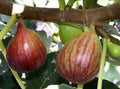 Celeste Fig Trees - 6" Plants in 4" Containers - Ficus carica - Sweet Fruit, Fast Growth, Zones 7-11, Full Sun