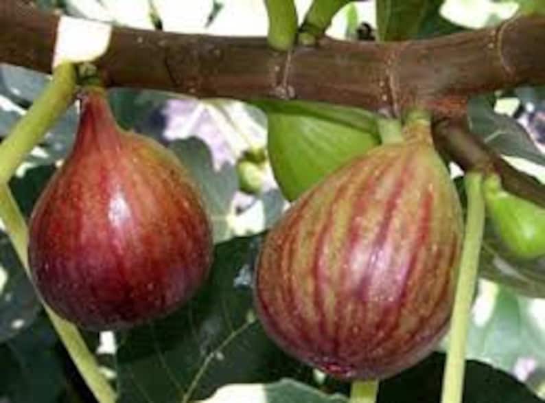 Celeste Fig Trees - 6" Plants in 4" Containers - Ficus carica - Sweet Fruit, Fast Growth, Zones 7-11, Full Sun