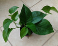 Pothos Cutting Set - 1 Rooted Green Queen + 1 Free Cutting - Epipremnum aureum - Easy Care Indoor Plant