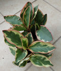 Peperomia Plant - Small Variegated Red Edge Peperomia - Peperomia clusifolia Jellie - Rooted, Easy Care Houseplant