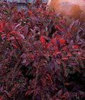 Henry's Garnet Itea Virginia Sweetspire 4" Pot - Itea virginica, Deciduous Shrub with Red Fall Foliage, USDA Zone 6-9
