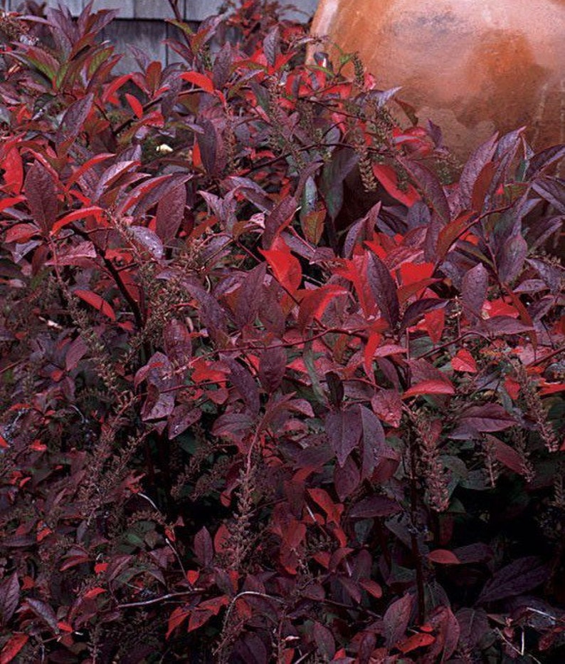 Henry's Garnet Itea Virginia Sweetspire 4" Pot - Itea virginica, Deciduous Shrub with Red Fall Foliage, USDA Zone 6-9