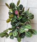 Maranta Leuconeura Red Prayer Plant - Small Rooted Plant - Easy Care Indoor Plant - Prayer Plant