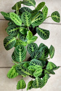 Prayer Plant Marisela - Small Rooted Plant + Free Cutting - Maranta leuconeura - Easy Care Indoor Houseplant
