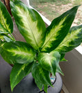 Dieffenbachia Camille Plant - 1 Small Rooted Plant + 1 Free Cutting - Dieffenbachia maculata - Low Maintenance Indoor Plant