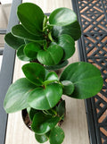 Peperomia Green Plant - 1 Rooted Small Plant + Free Cutting - PEPEROMIA PELLUCIDA - Easy Care Houseplant for Indoor Gardening