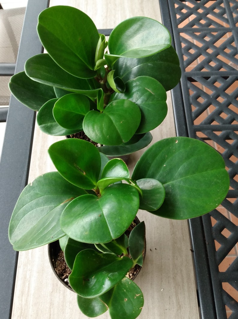 Peperomia Green Plant - 1 Rooted Small Plant + Free Cutting - PEPEROMIA PELLUCIDA - Easy Care Houseplant for Indoor Gardening
