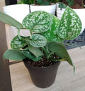 Silver Satin Pothos Cutting + Free Cutting - Scindapsus pictus - Easy Care Houseplant for Indoor Gardening