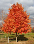 Sugar Maple Plant Quart Pot - Acer saccharum - Deciduous Tree for Fall Foliage, Maple Syrup Production