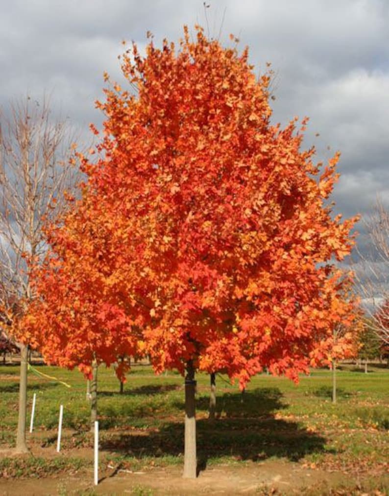 Sugar Maple Plant Quart Pot - Acer saccharum - Deciduous Tree for Fall Foliage, Maple Syrup Production
