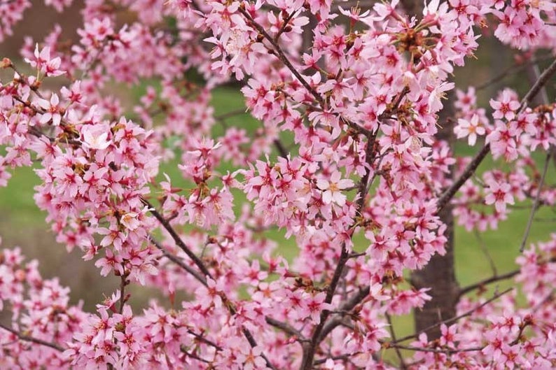 Okame Cherry Tree Quart Pot - Prunus ‘Okame’ - Ornamental Pink Blooms - Deciduous Landscape Plant for Zones 5-9