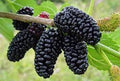 Dwarf Everbearing Mulberry Tree - 10" Plant - Sweet Berries - Morus nigra - Ideal for Small Spaces, Self-Pollinating, Hardy