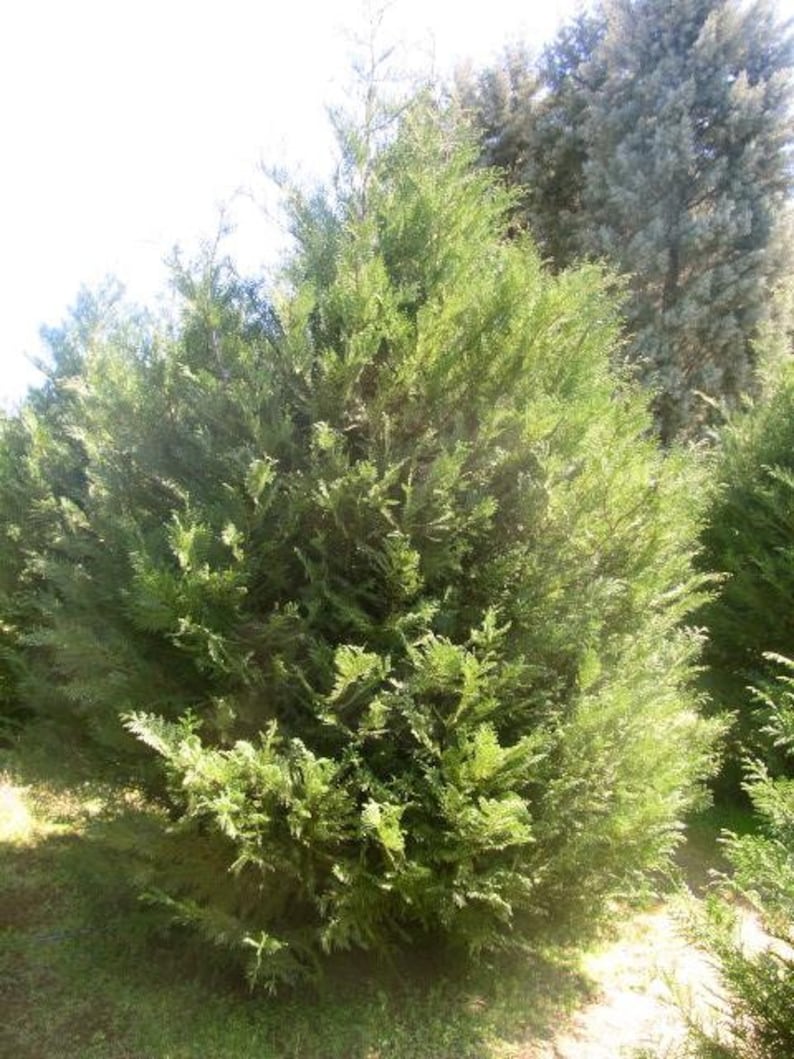 Murray Leyland Cypress - 3" Container - Fast Growing Evergreen Shrub - Cupressocyparis leylandii